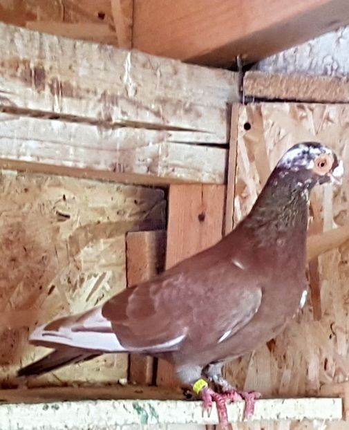  - CARUNCULATI Pentru 2020