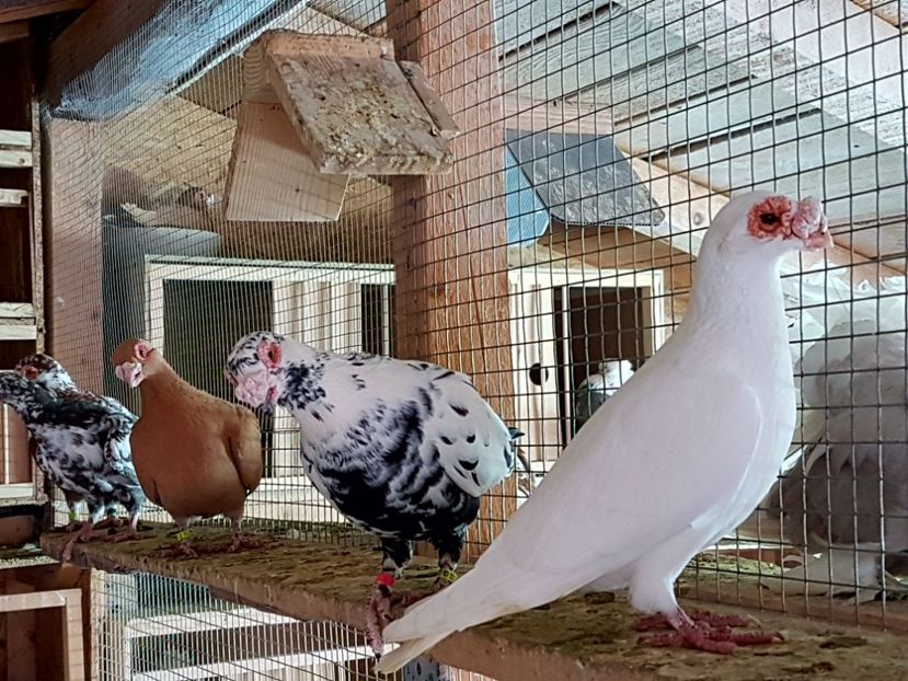  - CARUNCULATI Pentru 2020