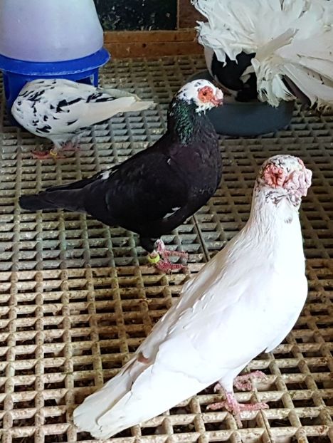  - CARUNCULATI Pentru 2020