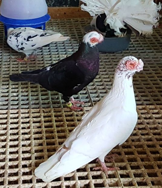  - CARUNCULATI Pentru 2020