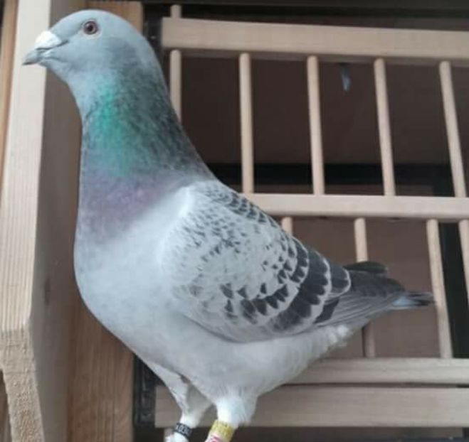 femela 2017 - DE VANZARE