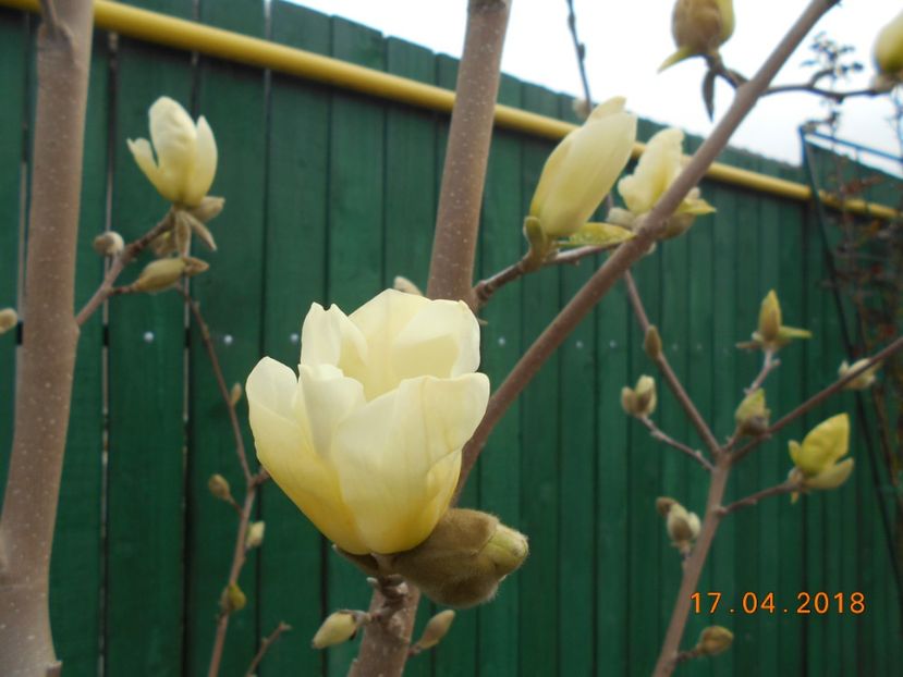 magnolia yellow river - 3Primavara2018