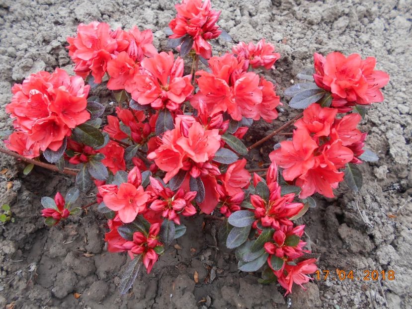 azalea japonica orange beauty - 3Primavara2018