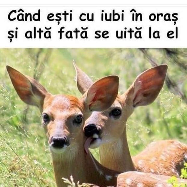  - Poze 3