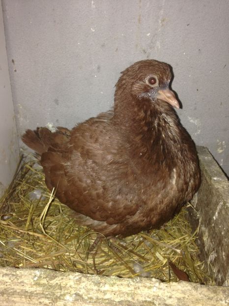  - Mondaine 2019-2020-2021