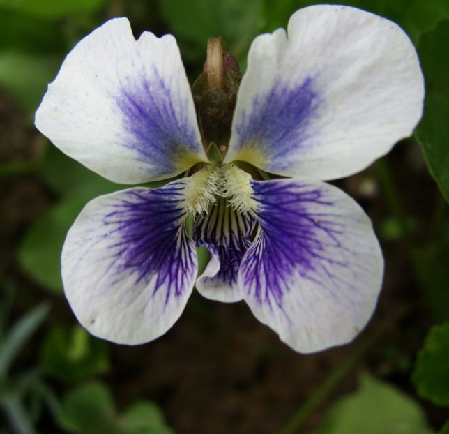 Mulţumesc mult, Carina! - Aprilie 2018 - 2