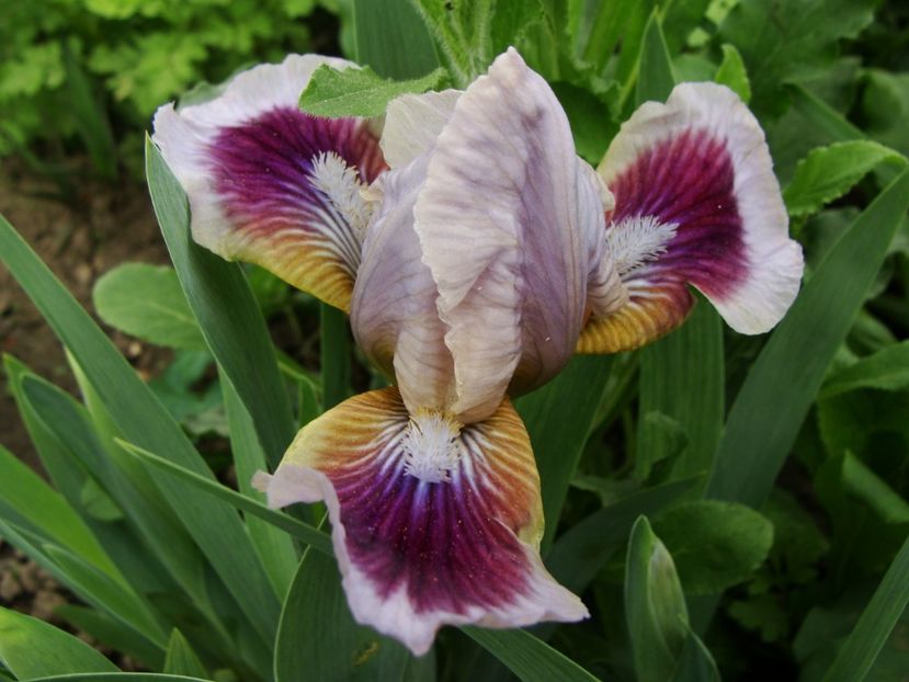 Încep să înflorească irisii pitici - Aprilie 2018 - 2