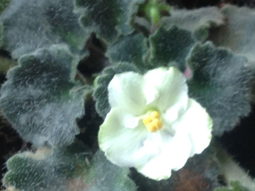  - Violete inflorirea de primavara 2018