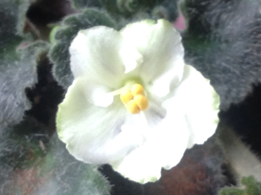  - Violete inflorirea de primavara 2018