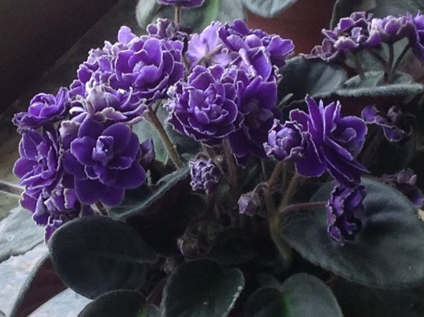  - Violete inflorirea de primavara 2018