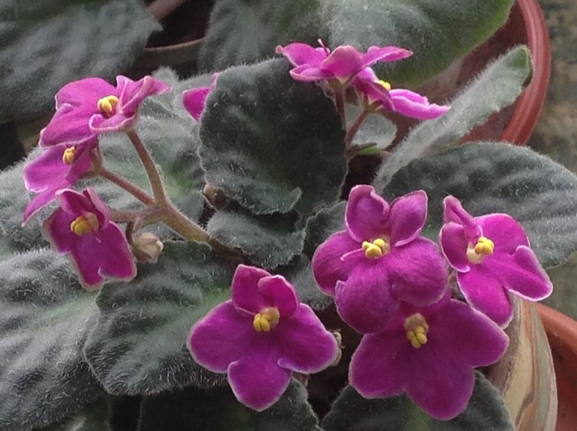  - Violete inflorirea de primavara 2018