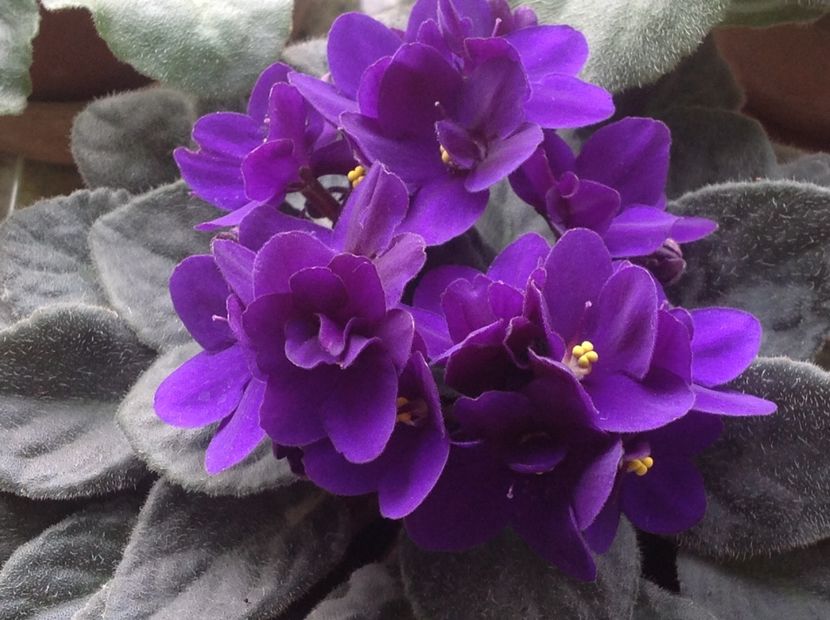  - Violete inflorirea de primavara 2018