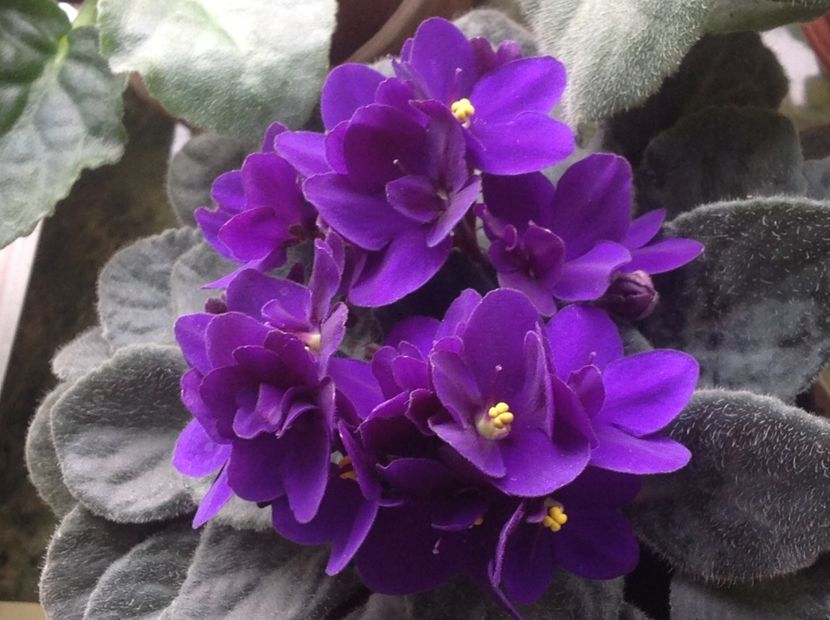  - Violete inflorirea de primavara 2018