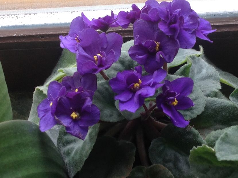  - Violete inflorirea de primavara 2018