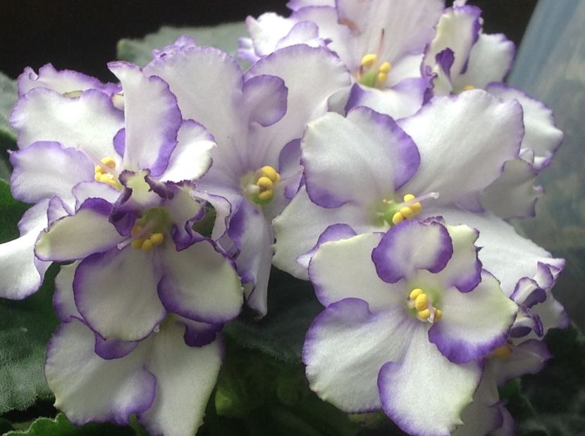  - Violete inflorirea de primavara 2018