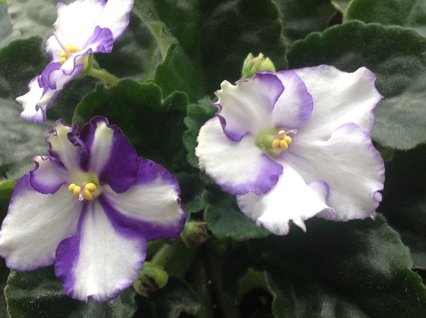  - Violete inflorirea de primavara 2018