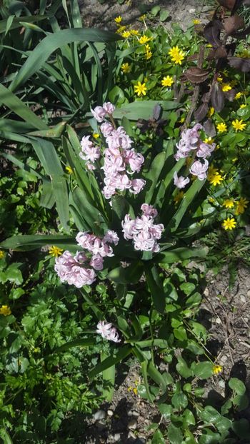  - ---------Flori -2018