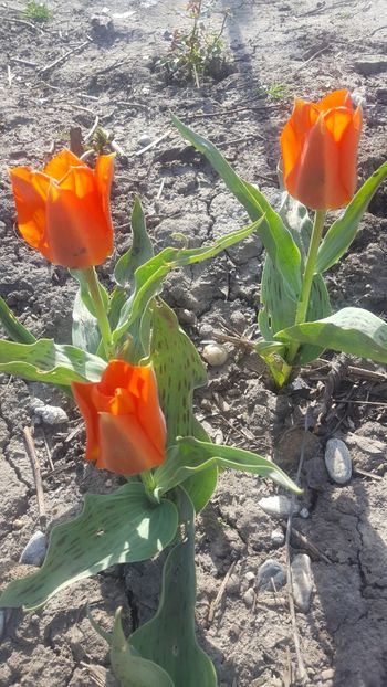  - ---------Flori -2018