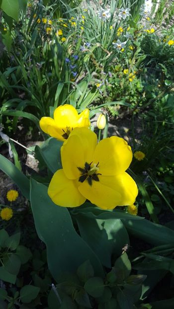  - ---------Flori -2018