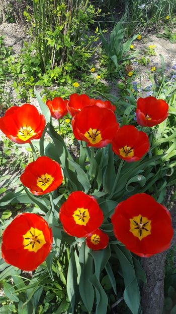  - ---------Flori -2018