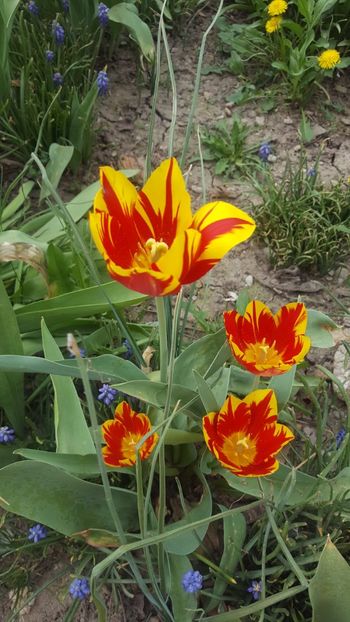  - ---------Flori -2018