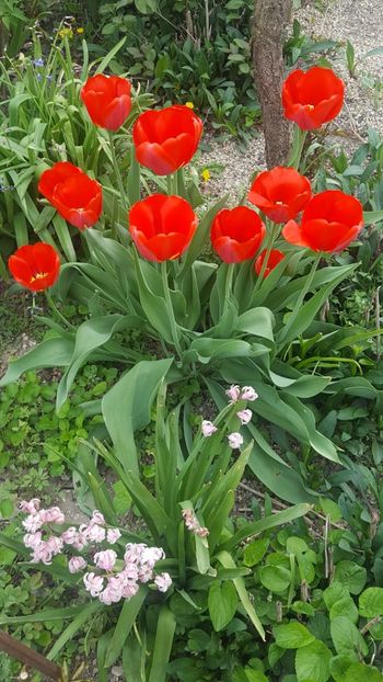  - ---------Flori -2018