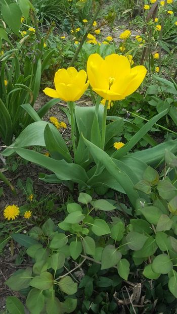  - ---------Flori -2018