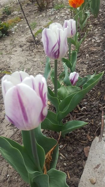  - ---------Flori -2018