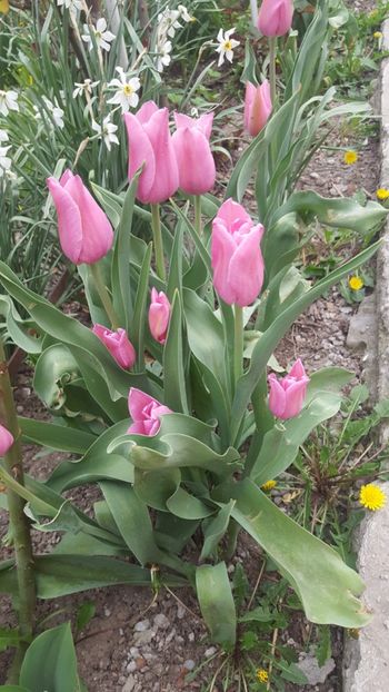  - ---------Flori -2018