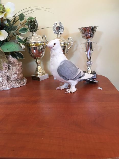 00147048-E3E3-44BA-A04B-1BE68C8B4136 - 00xx mascul 2017 propria producție