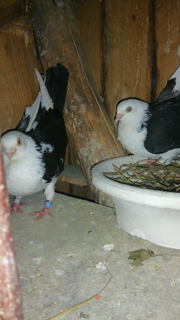  - -Matca 2018 jucatori de galati