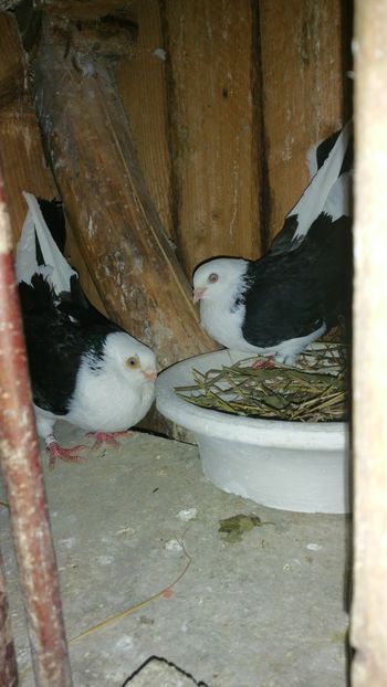  - -Matca 2018 jucatori de galati