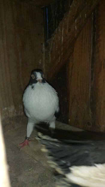  - -Matca 2018 jucatori de galati