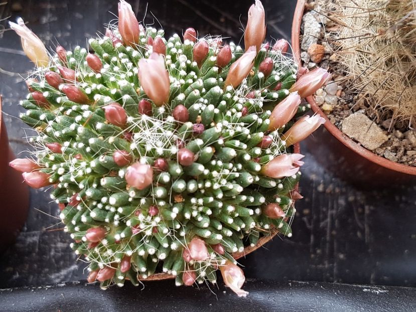 Mammillaria painteri - Cactusi si plante suculente 2017-2018-2019