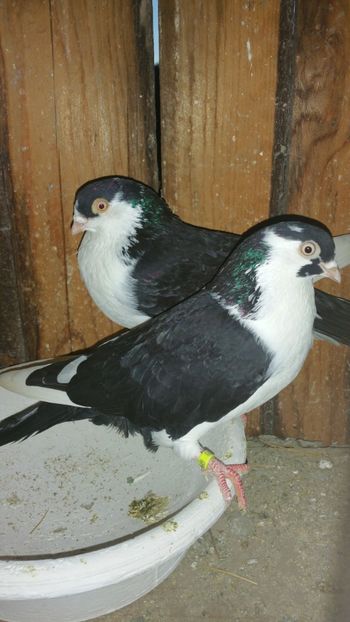  - -Matca 2018 jucatori de galati