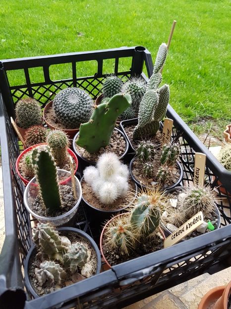 O parte din teposi au fost dati afara din casa! - Cactusi si plante suculente 2017-2018-2019