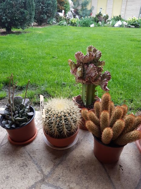  - Cactusi si plante suculente 2017-2018-2019