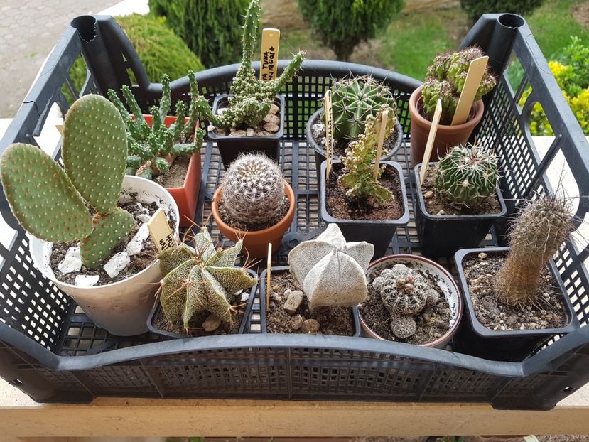  - Cactusi si plante suculente 2017-2018-2019