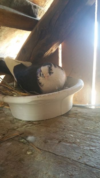  - -Matca 2018 jucatori de galati