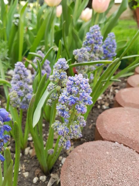 Muscari Blue Spike - Aprilie 2018