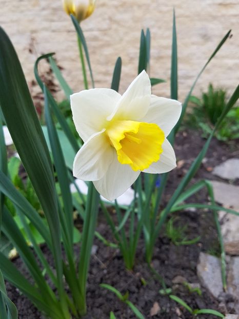 Salome-dupa poza de pe ambalaj ar fi trebuit sa aiba mijlocul roz-coral :( - Aprilie 2018