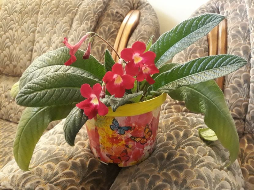 Streptocarpus - B-florile mele 2018