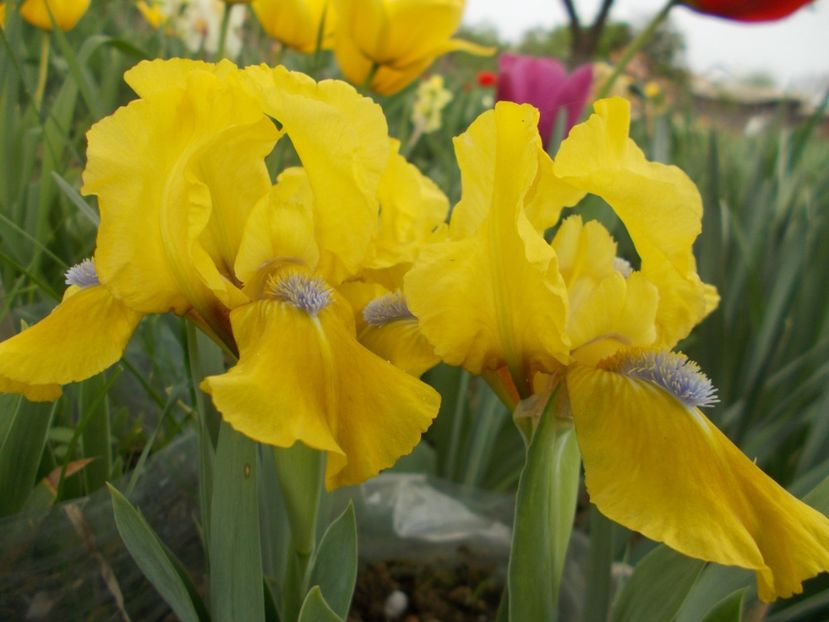  - Irisi-2018 Pumila si Barbata Nana