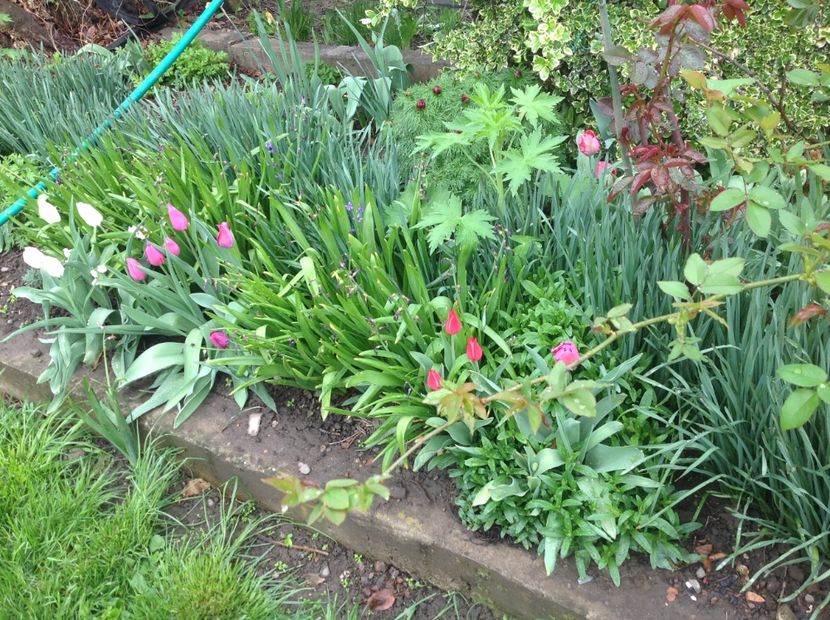  - Bujori de Stepa paeonia tenuifolia rubra plena