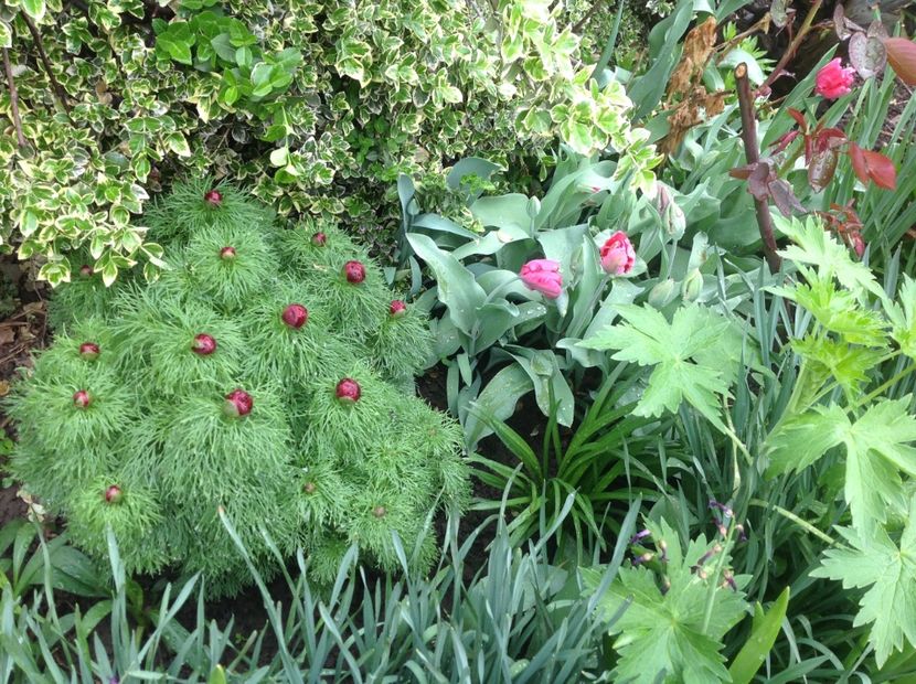  - Bujori de Stepa paeonia tenuifolia rubra plena