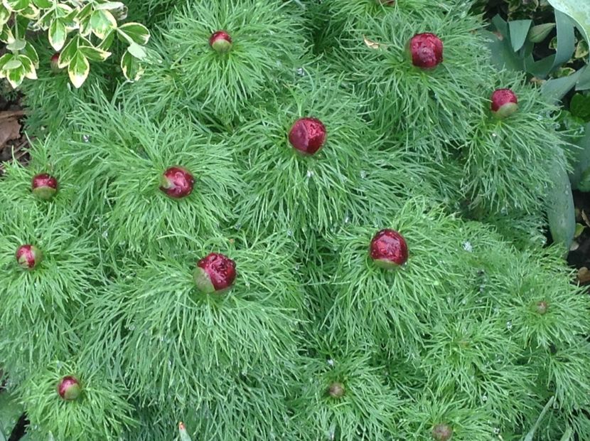  - Bujori de Stepa paeonia tenuifolia rubra plena