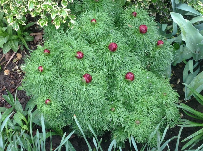  - Bujori de Stepa paeonia tenuifolia rubra plena