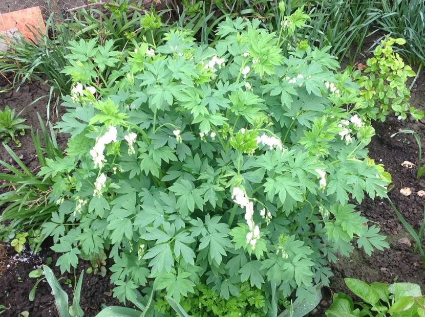  - Dicentra Spectabilis Cerceii Doamnei