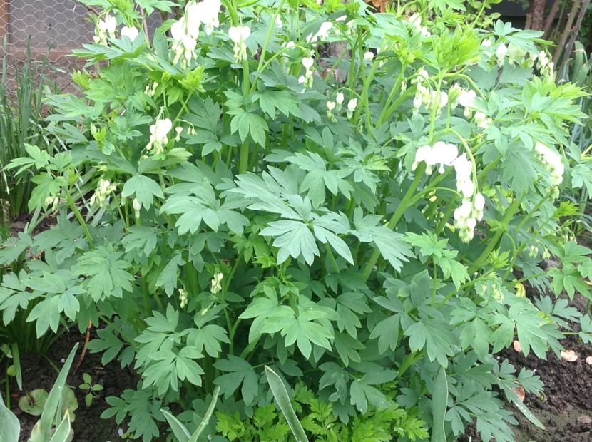  - Dicentra Spectabilis Cerceii Doamnei