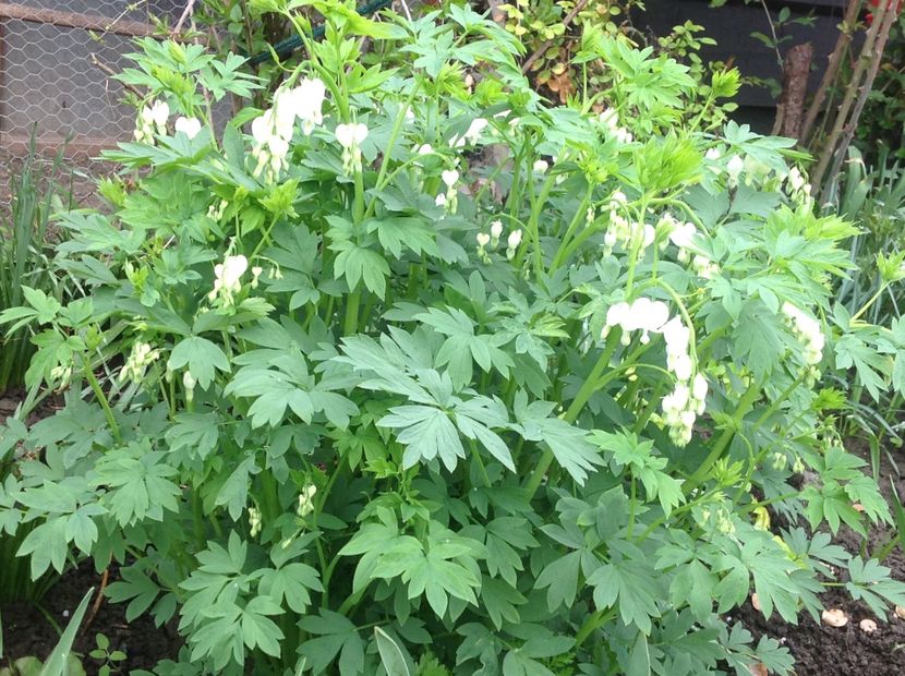  - Dicentra Spectabilis Cerceii Doamnei